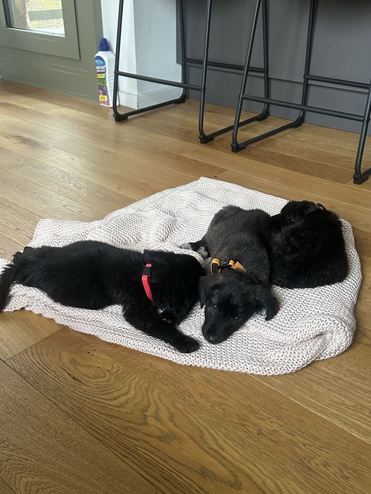 Donez cateluse ( pana in 5-6 saptamani)