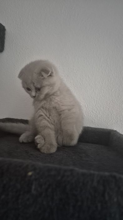 Motanel  british/ scotish