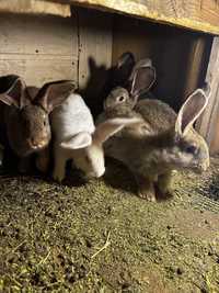 Кролики, от 1.5 месяцев до 4 месяцев