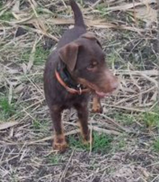 Ягдтерьер щоколадный для вязки