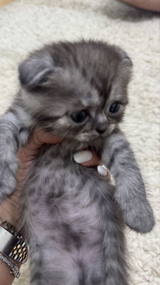 British Scottish Fold gri