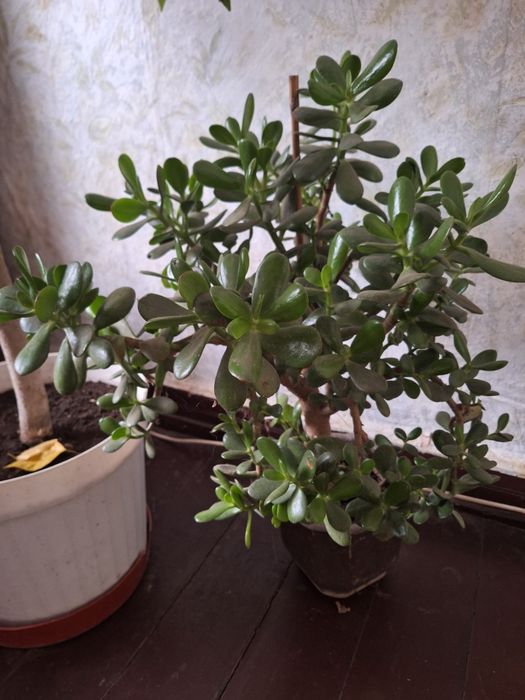 Цветя различни видове