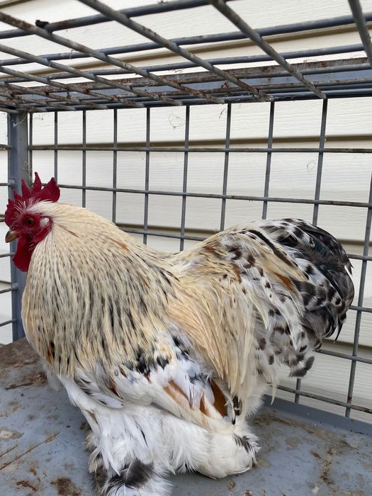 Мини Кохин декоративни петли