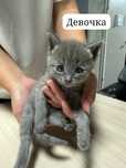 котята бесплатно