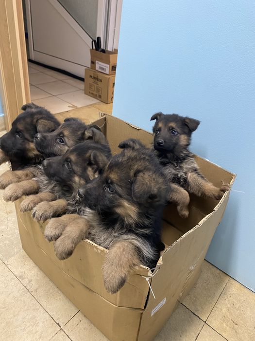 Немски овчарки .