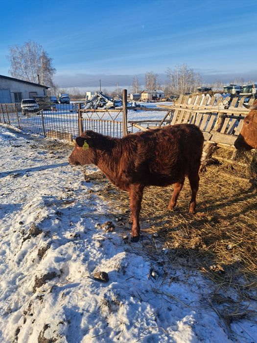 Продам крс тёлочки