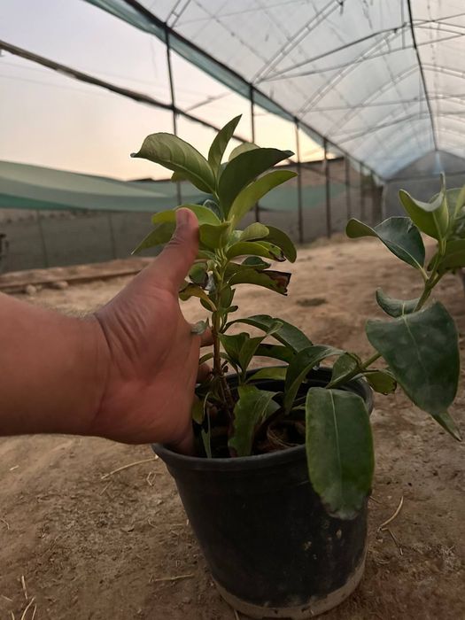 Хар хил турдаги кустарник буталар