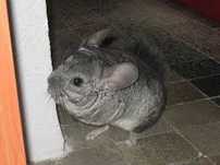 Chinchila,chinchilla,sinsila gri, alba sau bej