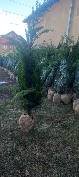 Leylandii 2.5m- 3m calitate premium la cel mai mic preț