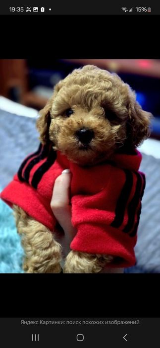 Мальтик красавчик красный Мальтипу Ф_1