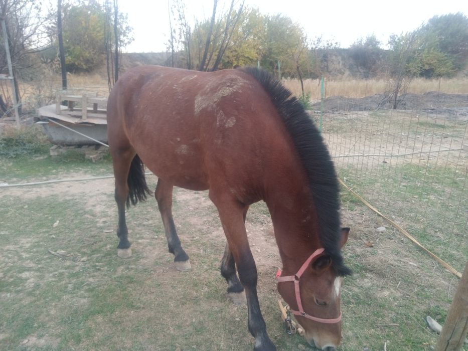 Россия порода бия