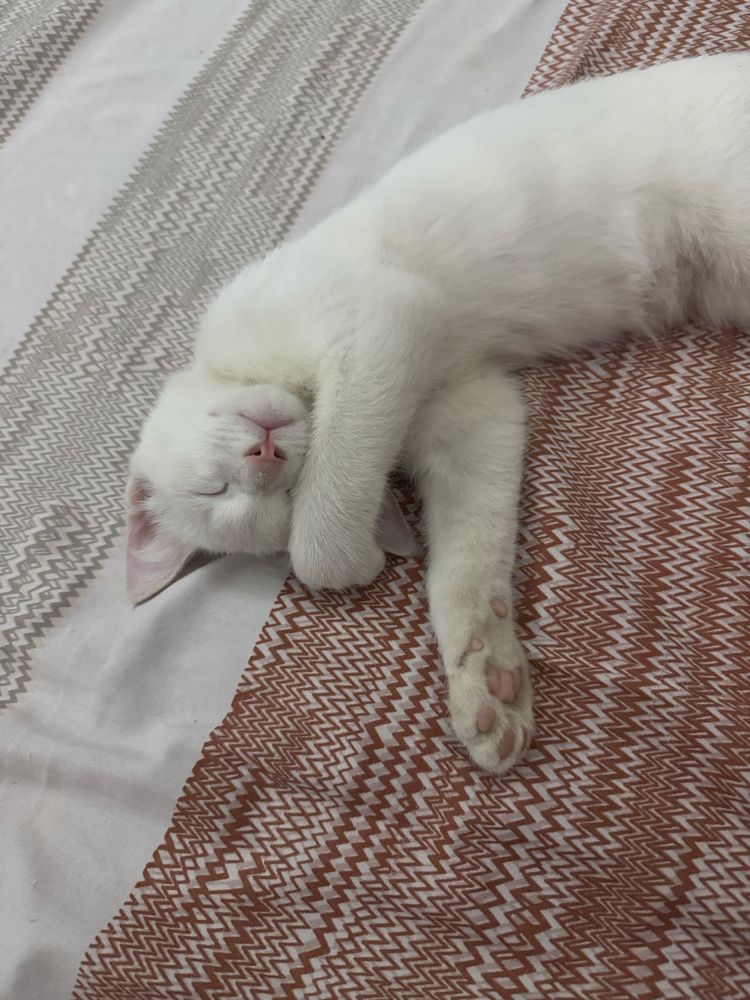 Котёнок 3-месяца
