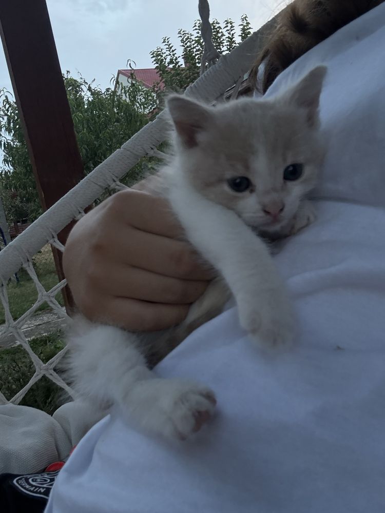 Продавам две котенца