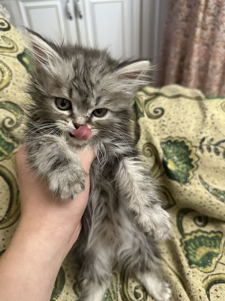 Продается Шотландский кот