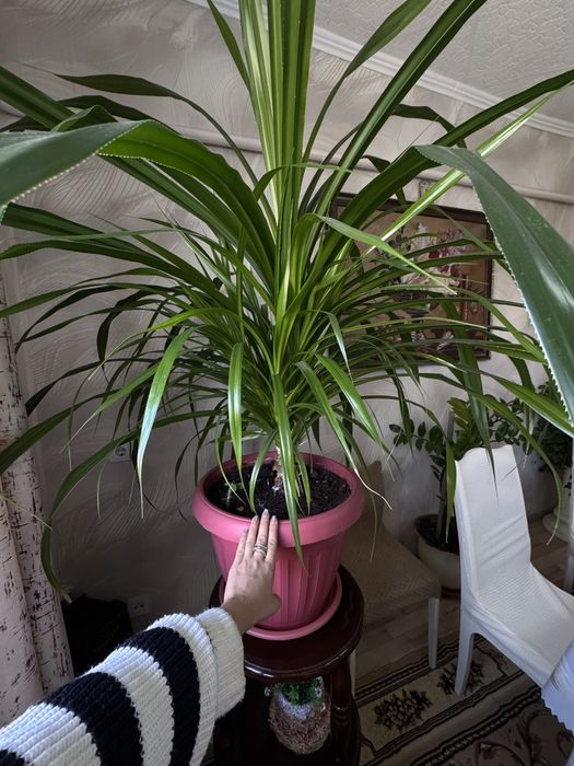 Цветок для офиса, школы, квартиры