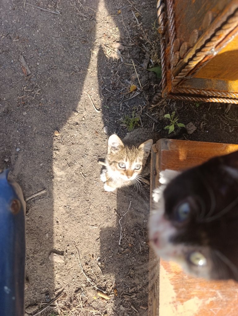 Отдам двух котят