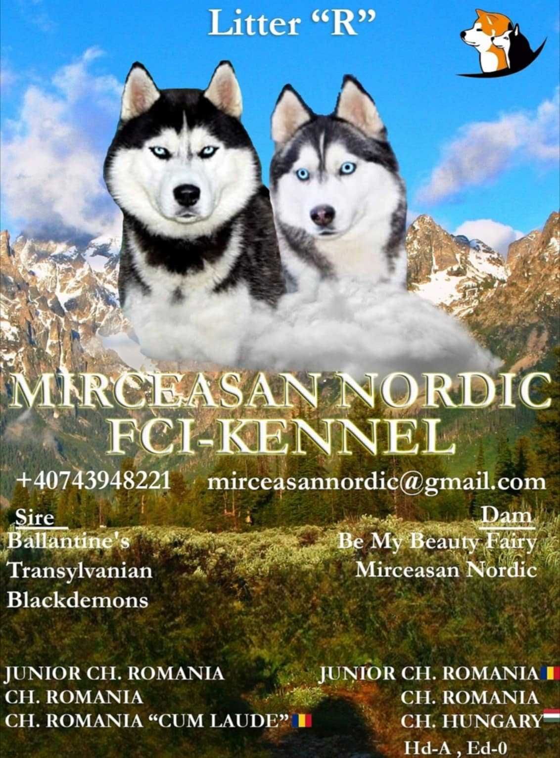 Pui Husky Siberian mascul, părinți mari campioni