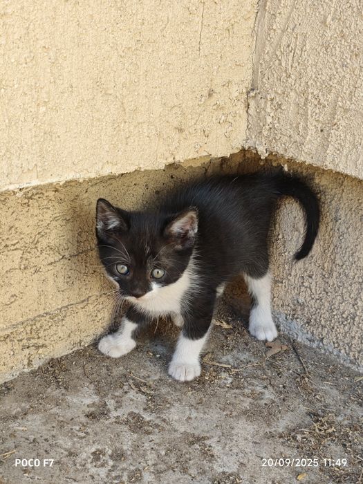 Pui de pisici 4 bucati