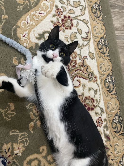 Котёнок Смоки, 9 месяцев. Кастрирован