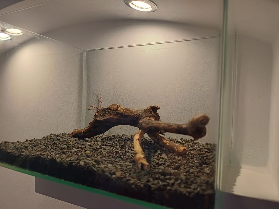 Acvariu aproape nou cu substrat si lemn natural decor