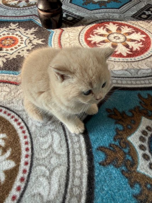 Котята скотиш фолд