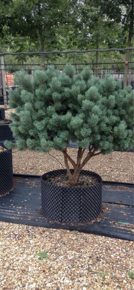 Pinus sylvestris(pin)