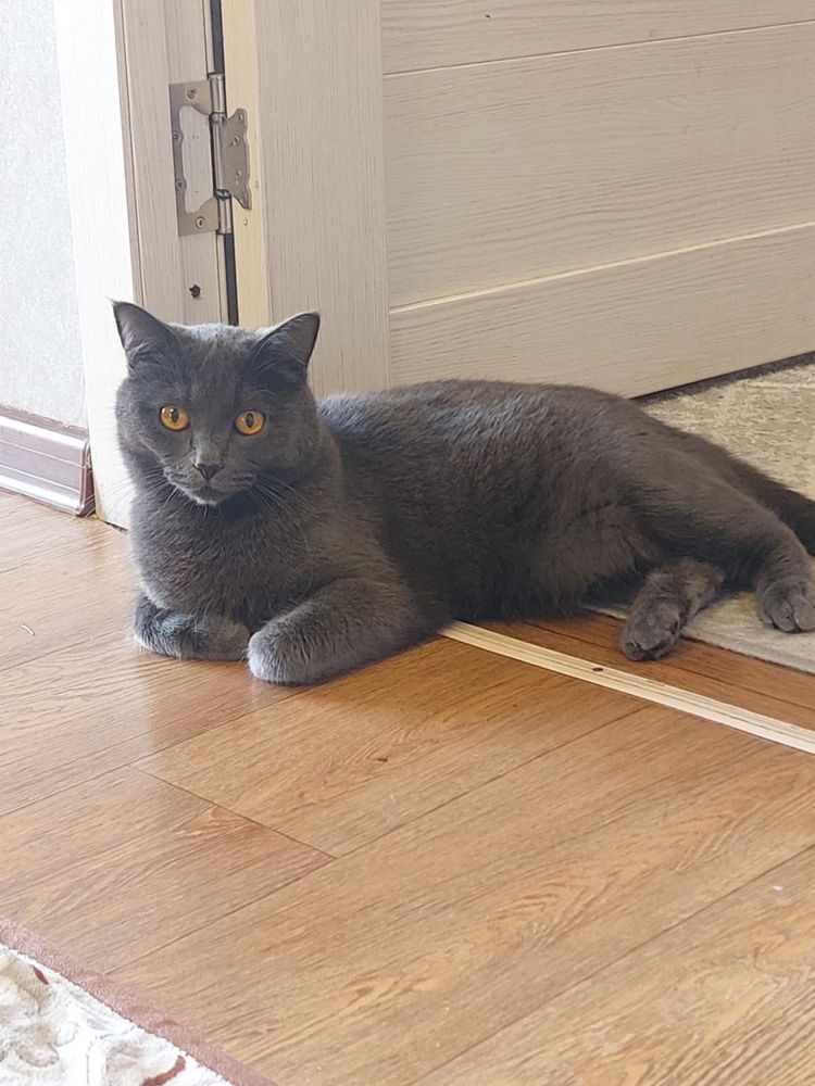 Отдам британского кота