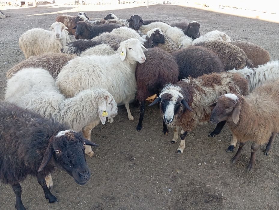 Молодняк кошкарчики