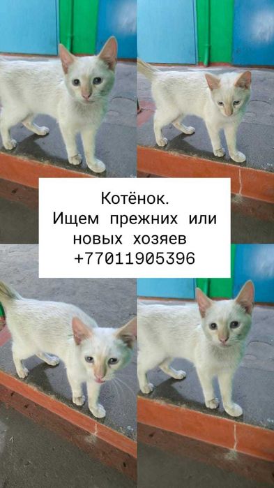 Ищем прежних или новых хозяев котенка!