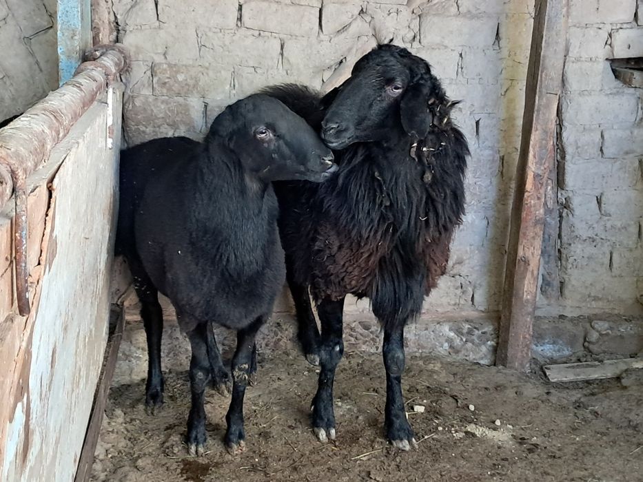 Кучкор сотилади тоза ем билан бокилган.