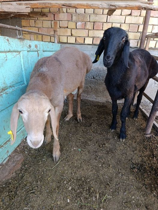 Qoʻchqorlla soni 2dona