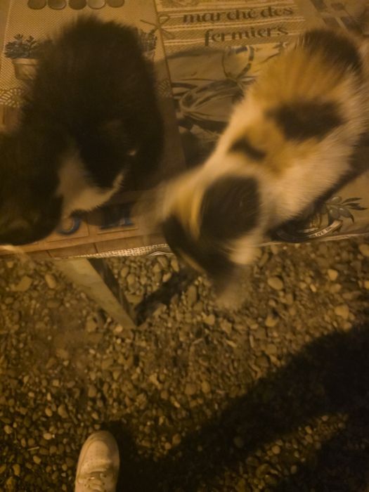 2 pui de pisica gasiti ce au nevoie de o casa