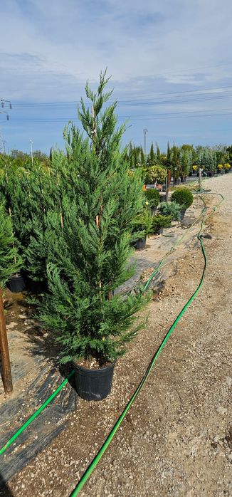 Leylandi gard viu veșnic verde