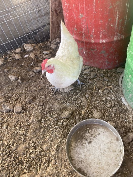 Gaina australorp alba