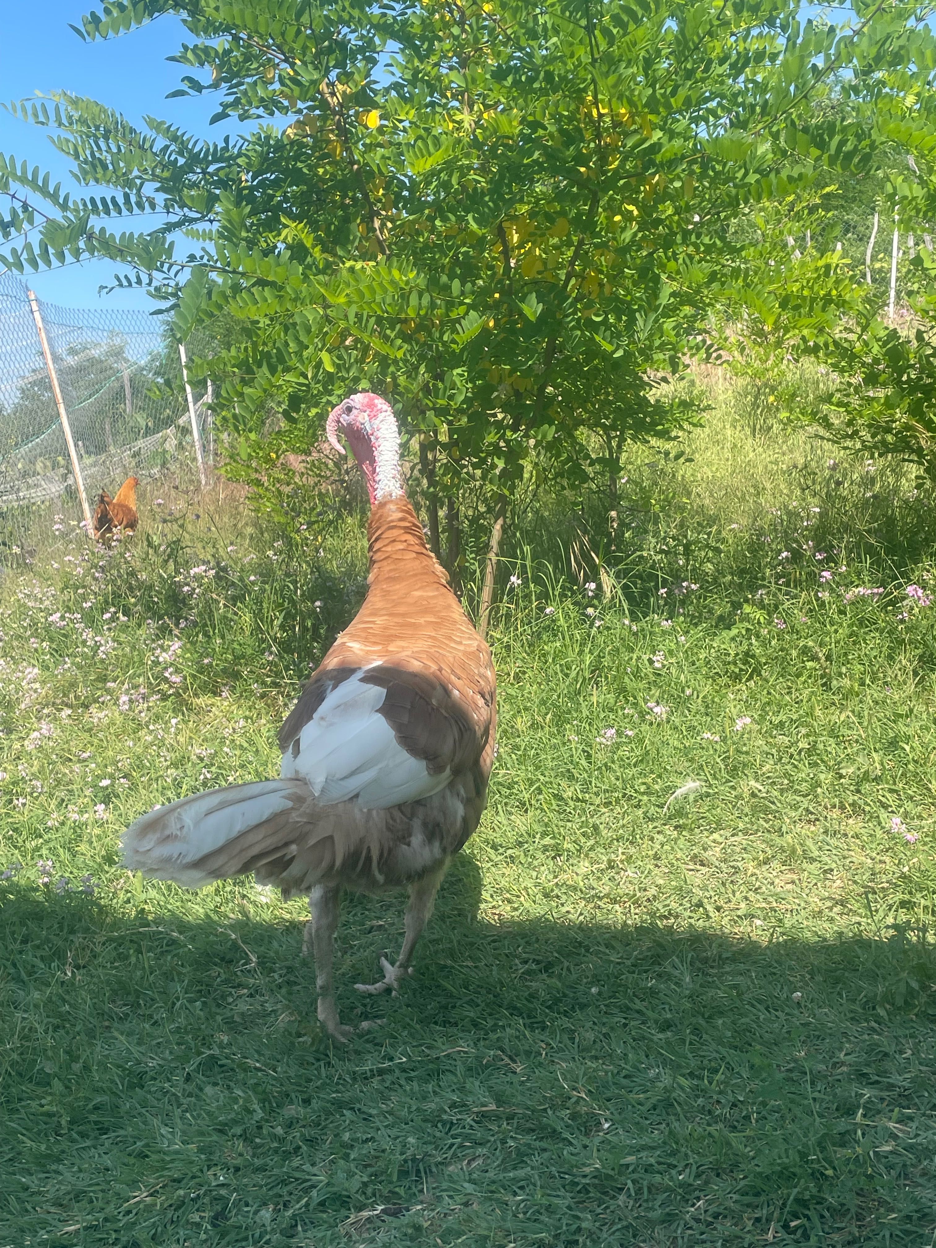Curci Red Bourbon de vânzare