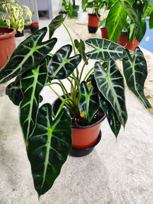 Алоказия бамбино