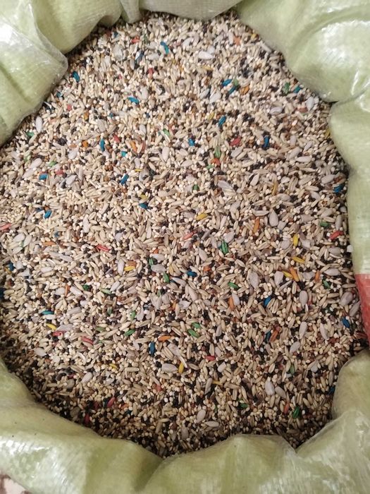 Канарейка певчая.