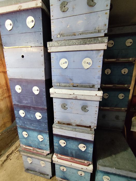 Прадам ульи бу дадан!