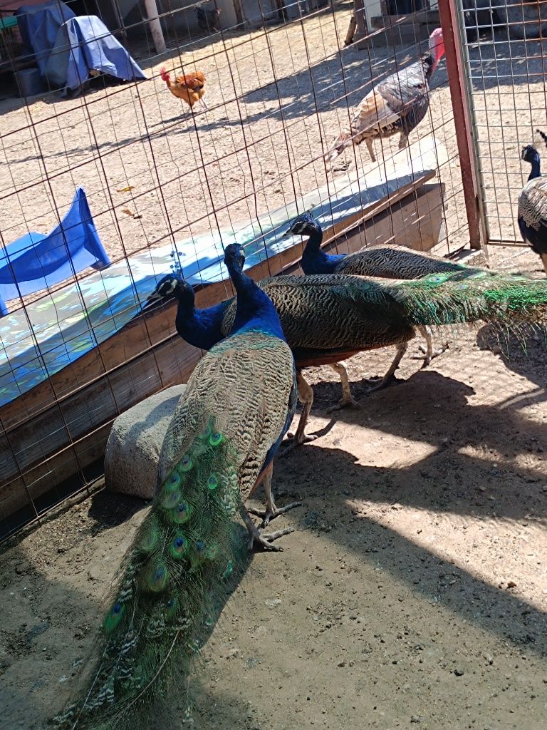 Păuni maturi de vânzare!