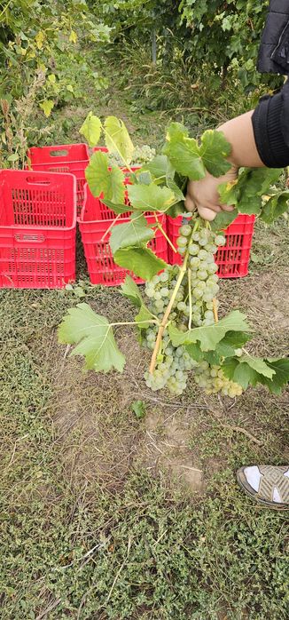 Strugurii de vin albi.