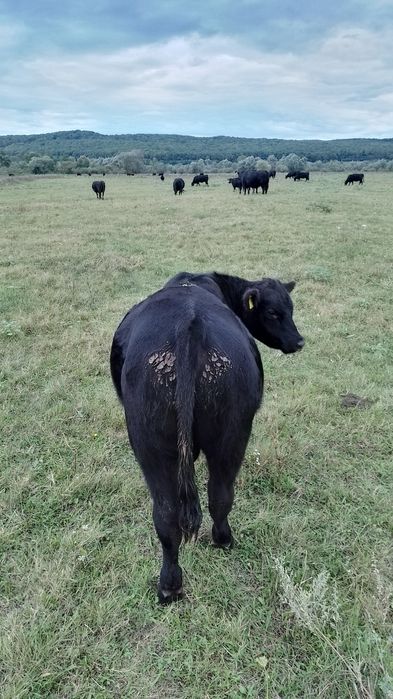 Vând vitei Angus cu vârsta între 8 și 10 luni