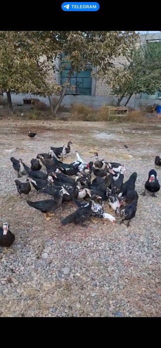 Индоутка сотилади, кичкина ва катта