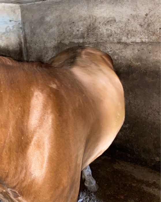 Жирные лошади с откорма