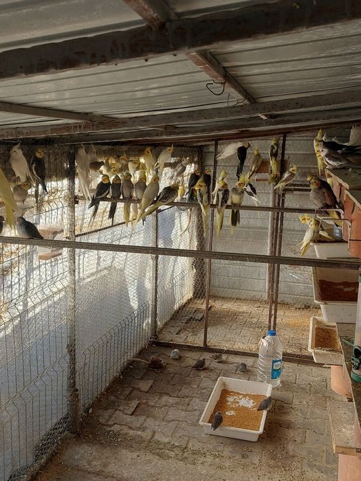 Pasari de colivie din crescătorie proprie