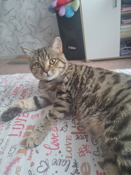 Вязка, котик ищет кошечку