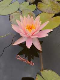 Водна лилия Colorado
