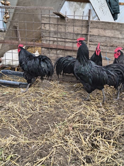 Cocoși din rasa Australorp