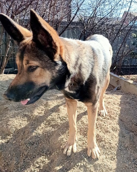 Собаке нужен дом