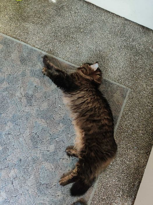 Motan iubitor caută om