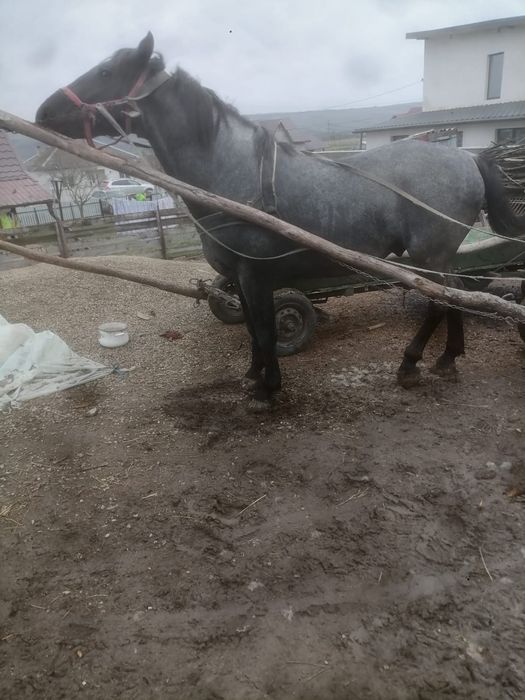 Cai de vanzare Jijia Albești